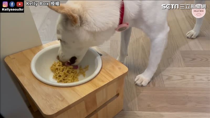 居住在韓國的YouTuber凱莉開箱一款「安心狗麵」。（圖／Kelly Box 授權）