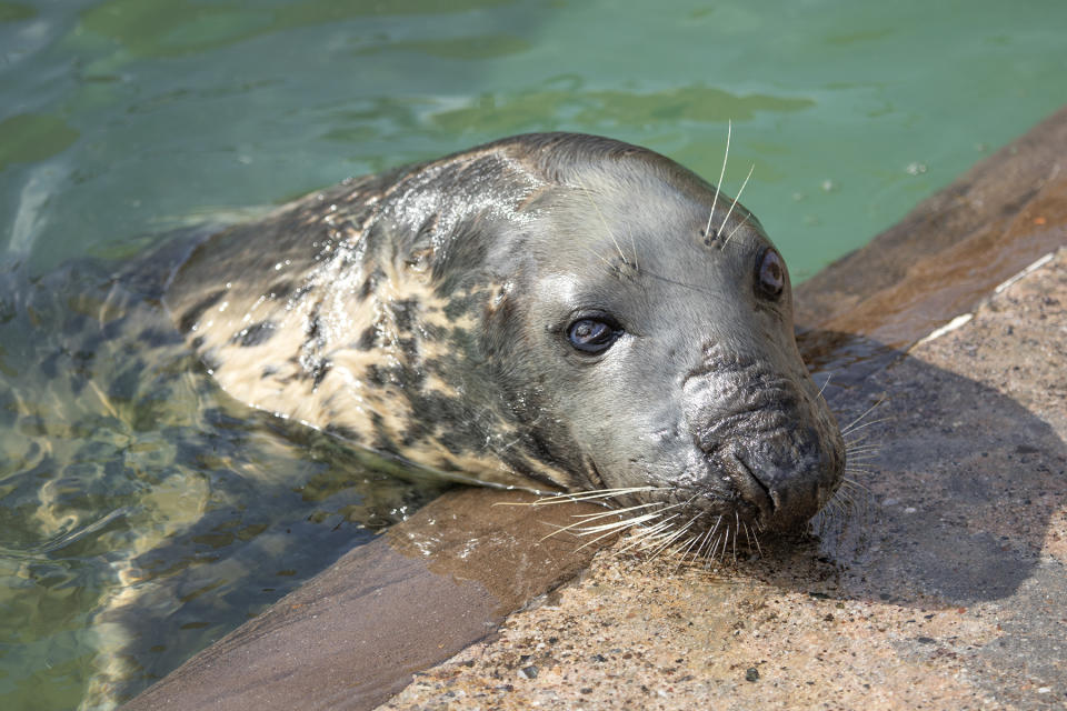 In this undated image made available by Cornish Seal Sanctuary shows Sheba the seal at the Cornish Seal Sanctuary in Gweek, south west England. (Barry Williams/Cornish Seal Sanctuary via AP)