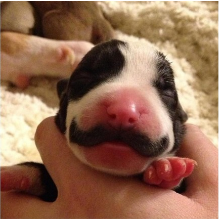 Mustache Puppy