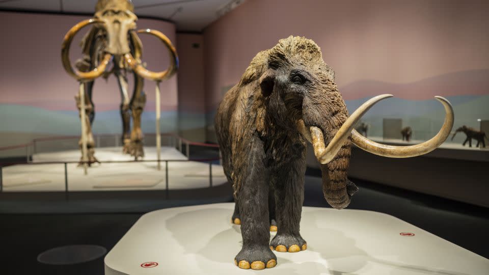 The fossil of a woolly mammoth (left background) and small replica (right) are shown on display at the CaixaForum in Zaragoza, Spain. - Nano Calvo/VWPCS/AP