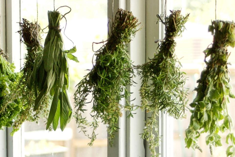 herbs hanging near window to dry