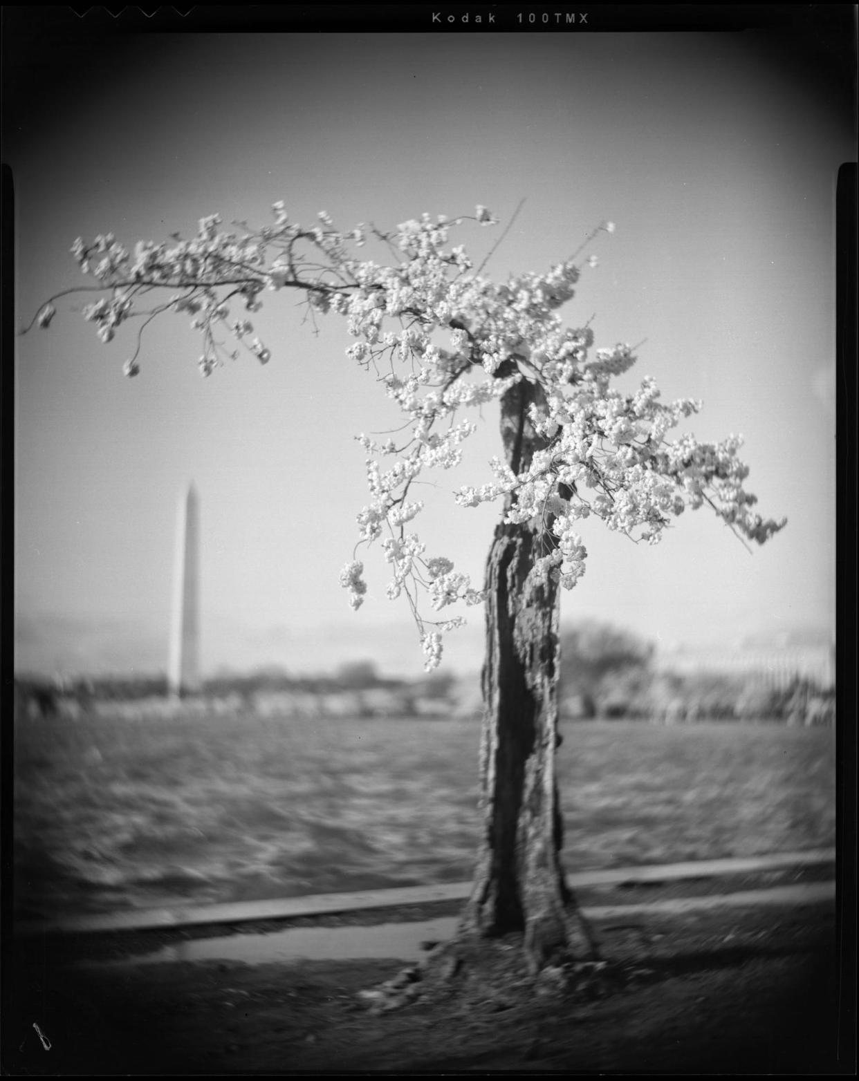 The cherry tree affectionally nicknamed 'Stumpy' in Washington, on March 18, 2024. (Frank Thorp V / NBC News)