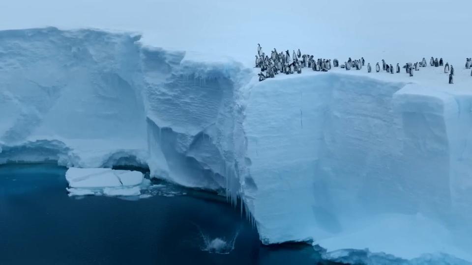 Baby emperor penguins jump off 50-foot cliff in never-before-filmed behavior