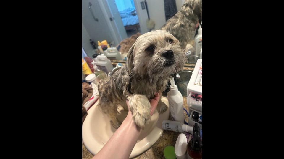 A dog owner opts to bathe her dog at home in the bathroom sink to avoid bringing her to a groomer. The dog owner made the decision following Miami-Dade Animal Services recommendations to avoid places like dog parks, groomers and boarding businesses to reduce the risk of exposure to a mysterious respiratory illness that has made dogs sick in other parts of the country.