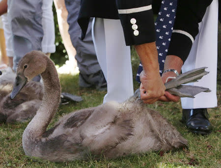 A cygnet is tagged during the annual Swan Upping ceremony on the River Thames between Shepperton and Windsor in southern England July 14, 2014. REUTERS/Luke MacGregor