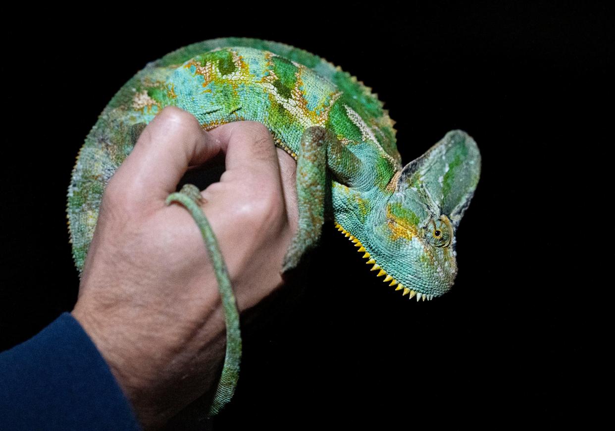 A veiled chameleon was captured during a night hunt for the invasive reptiles by wildlife biologists on November 10, 2021 in Palm Beach County, Florida.  