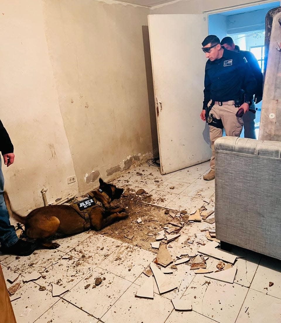 A police dog helps Chihuahua state investigators locate three bodies found buried underneath a floor at a house on Hospital Street in Barrio Alto near downtown Juárez.