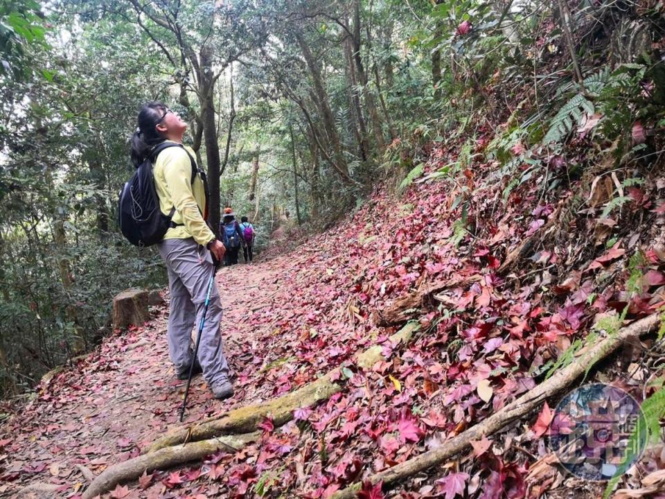 馬那邦山步道原始，落下的紅葉，是秋天賞楓的重點。