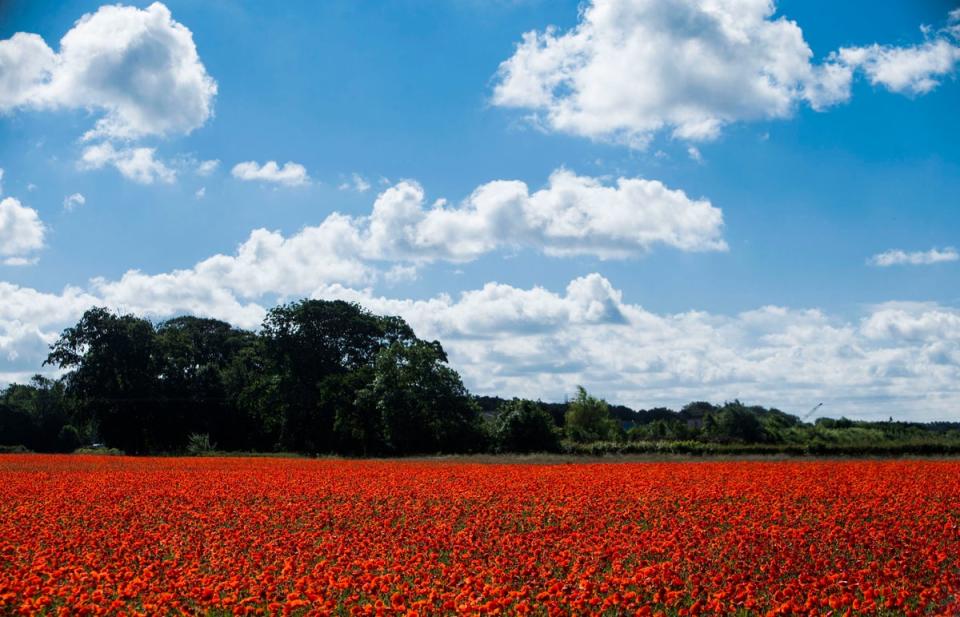 A poppy field (Danny Lawson/PA) (PA Archive)