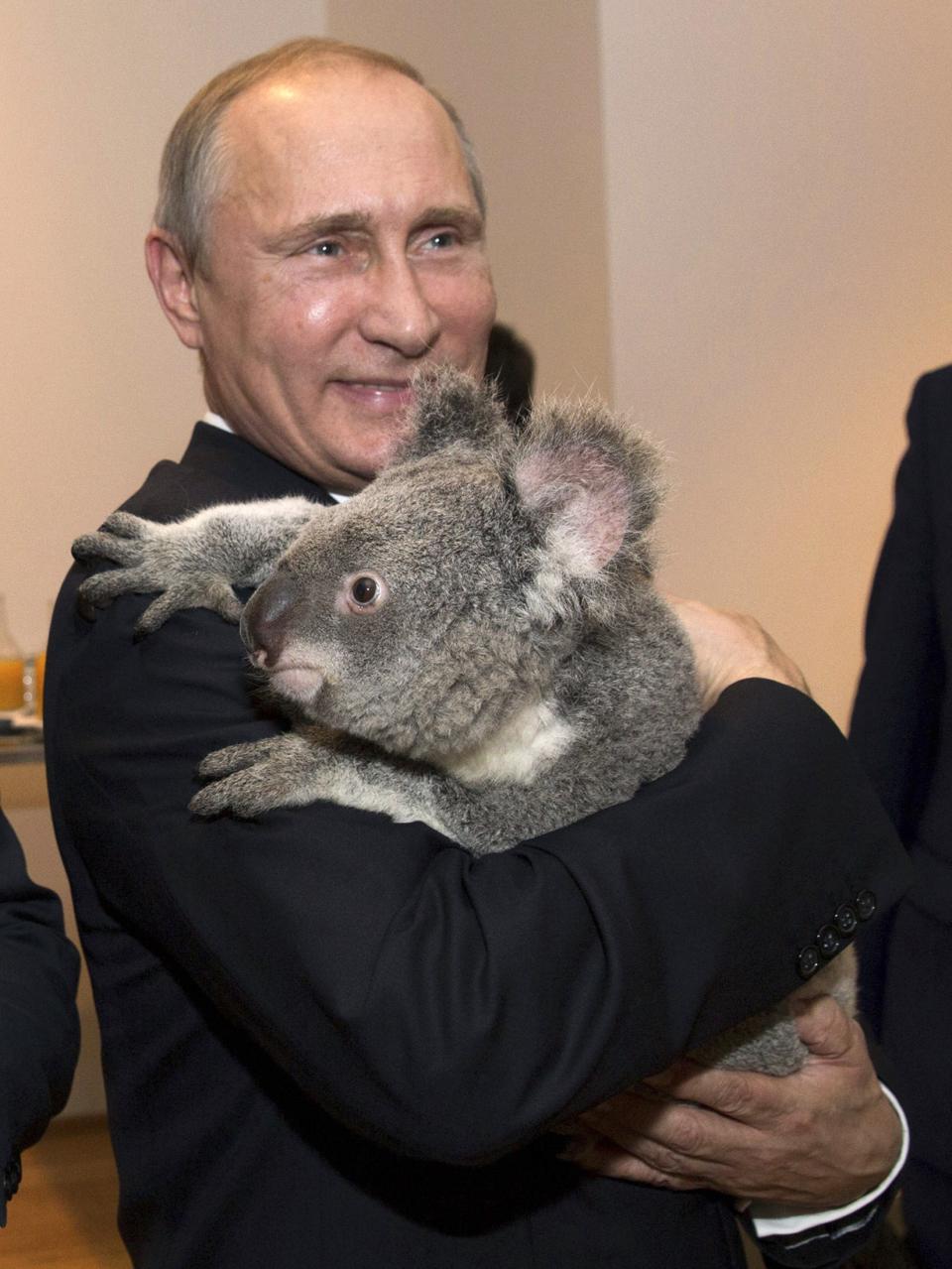 G20 Australia handout photo shows Russia's President Putin holding a koala before the G20 Leaders' Summit in Brisbane