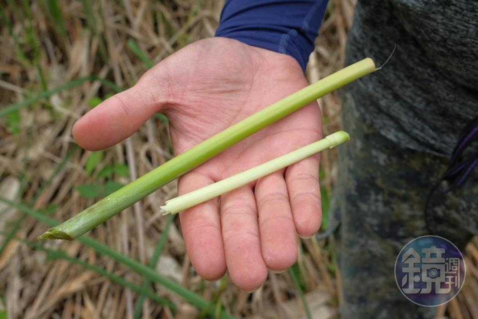 蘆葦嫩心是阿美族人常吃的食材。