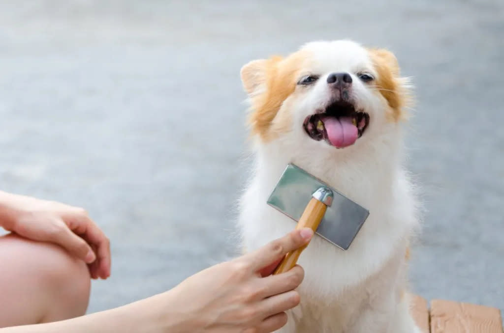 woman brushing dog