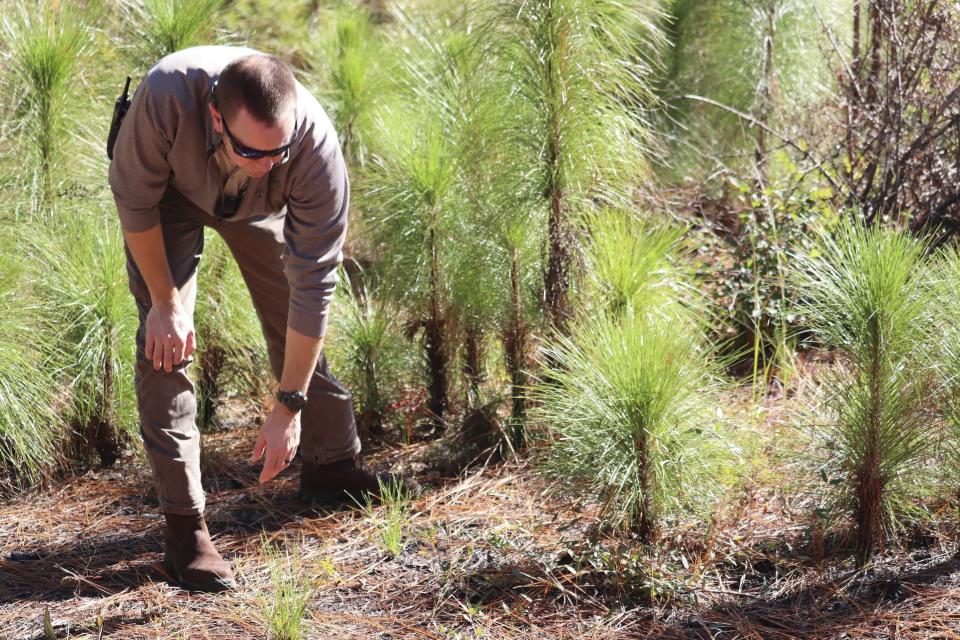 Hitchcock Woods Superintendent Bennett Tucker points to a longleaf pine sapling in the private forest he manages in Aiken, S.C., Oct. 17, 2023. Tucker carefully monitors conditions to set intentional fires known as prescribed burns that are necessary for maintaining the longleaf pine ecosystem native to the South. (AP Photo/James Pollard)