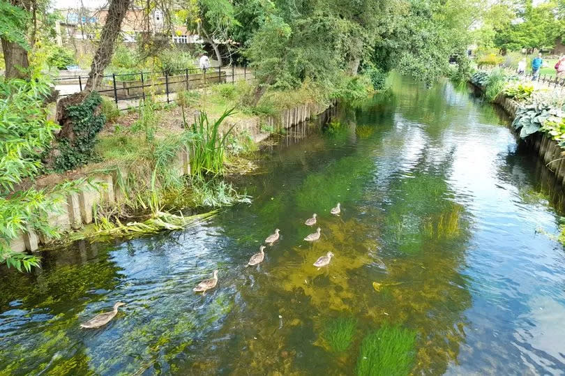 Kent's idyllic riverside gardens with 'crystal clear water' which is like being in Netherlands