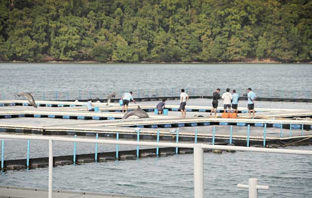 Dolphins of Resorts World Sentosa are being trained in the Philippines. (Photo courtesy of Acres)