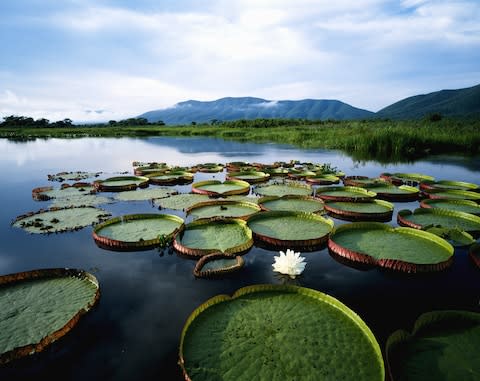 Giant lilies in Brazil's Pantanal - Credit: GETTY