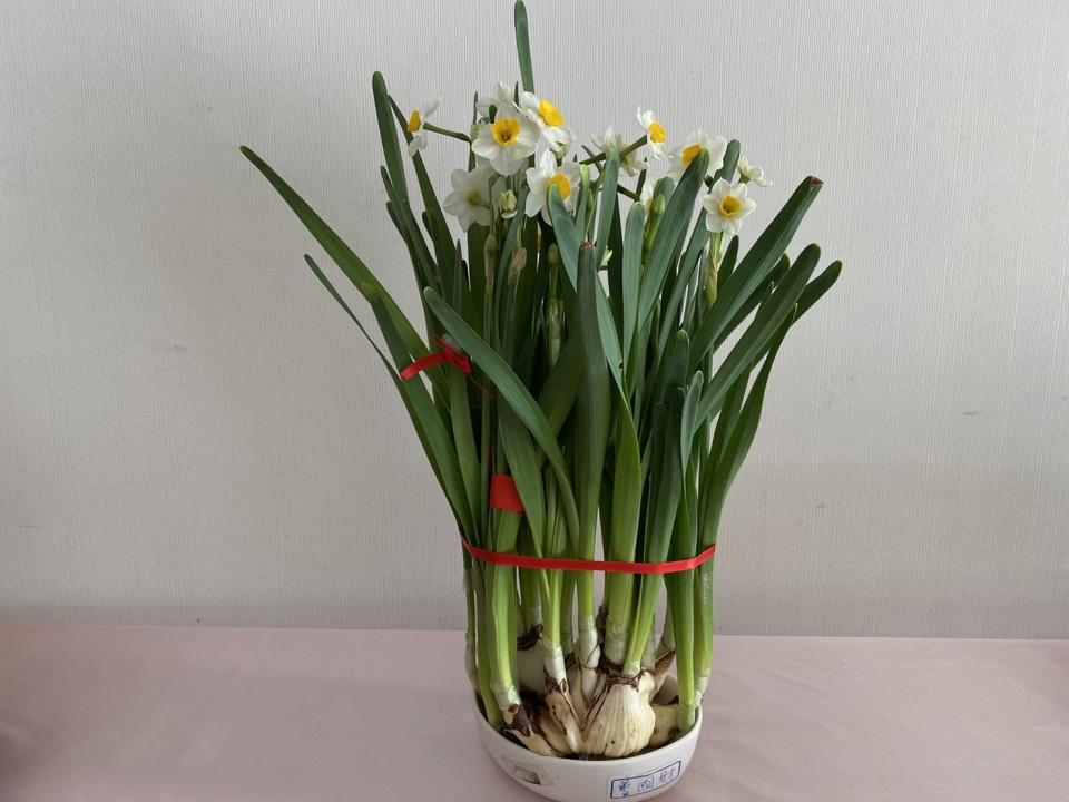 水仙花開象徵新年報喜，被視為迎春吉祥花卉。（圖：興濟宮提供）