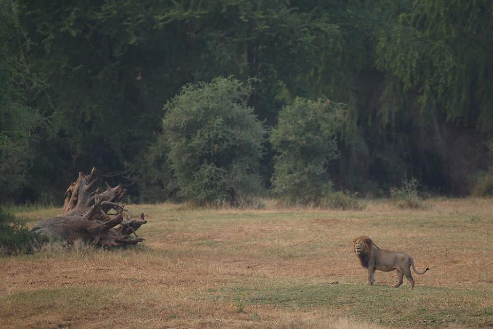 A lion walks through the Pafuri game reserve in Kruger National Park, South Africa. 