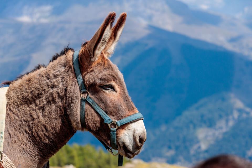 An image of a donkey's side profile, with mountains in the background