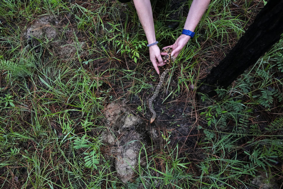 A biologist releases a Louisiana pine snake into a Baird's pocket gopher hole, which is its natural habitat, as it is released along with several of about 100 Louisiana pine snakes, which are a threatened species, in Kisatchie National Forest, La., Friday, May 5, 2023. (AP Photo/Gerald Herbert)