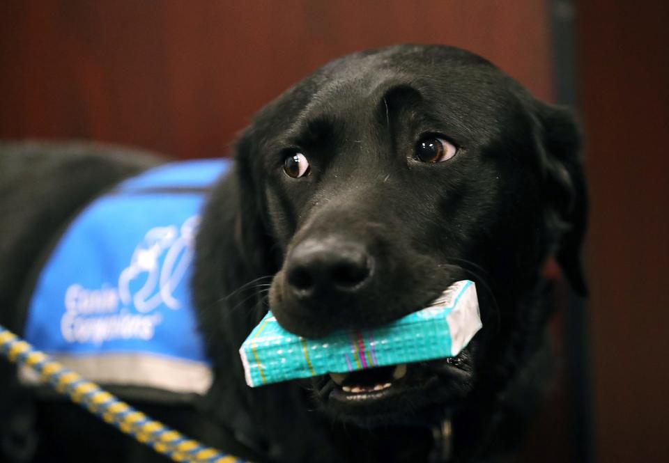 Adam, the new facility dog at the Summit County Prosecutor's Office, shows off his tissue-retrieving abilities Wednesday during his introductory news conference in Akron.