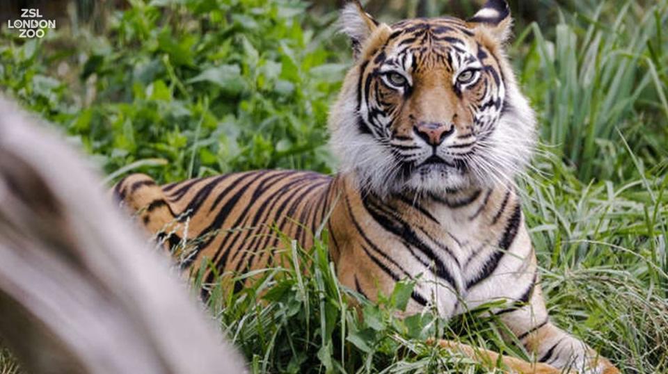 El primer encuentro se produjo después de 10 días de observaciones de su conducta conjunta | imagen de la tigresa Melati, London Zoo, Tiger Territory