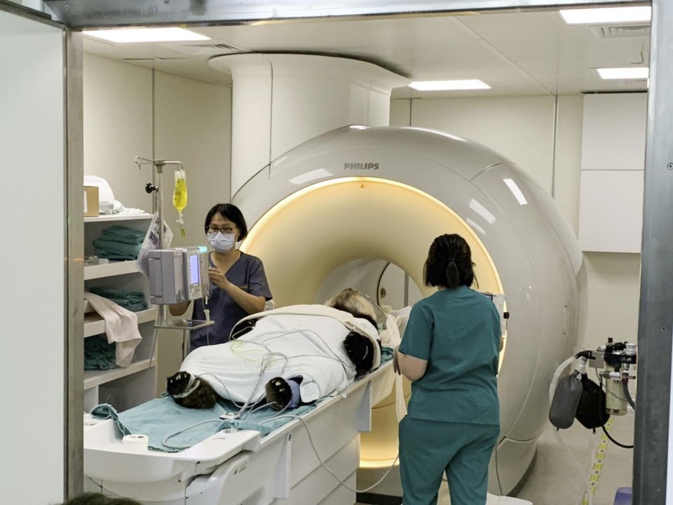 「團團」即將接受MRI檢查。（圖／台北市立動物園提供）
