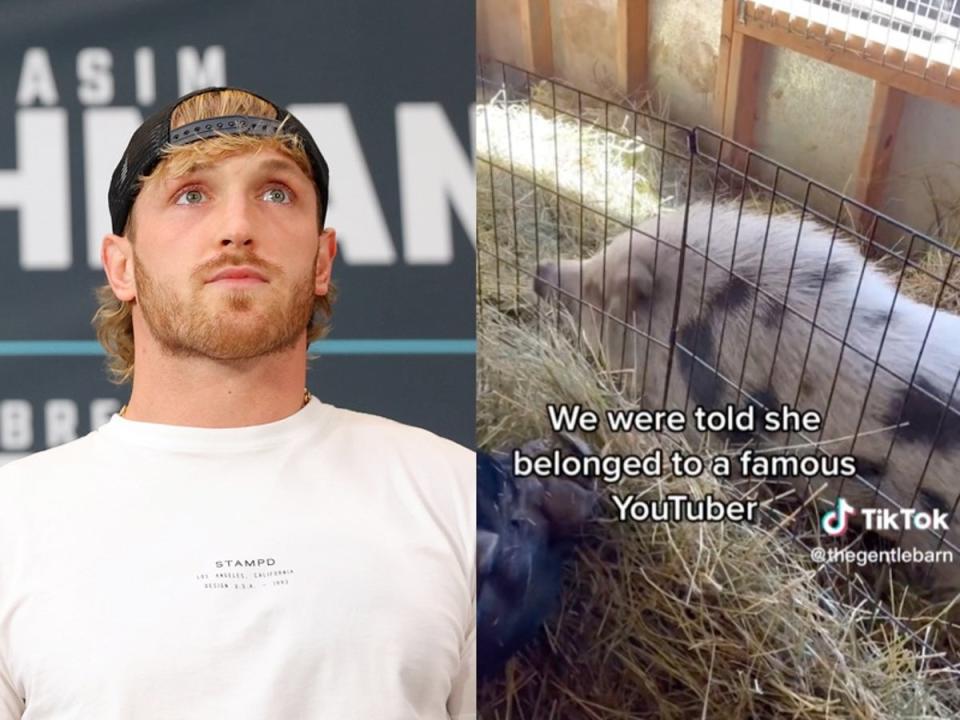 Logan Paul faces criticism after pig that allegedly belonged to him is rescued by animal sanctuary (Getty / The Gentle Barn)