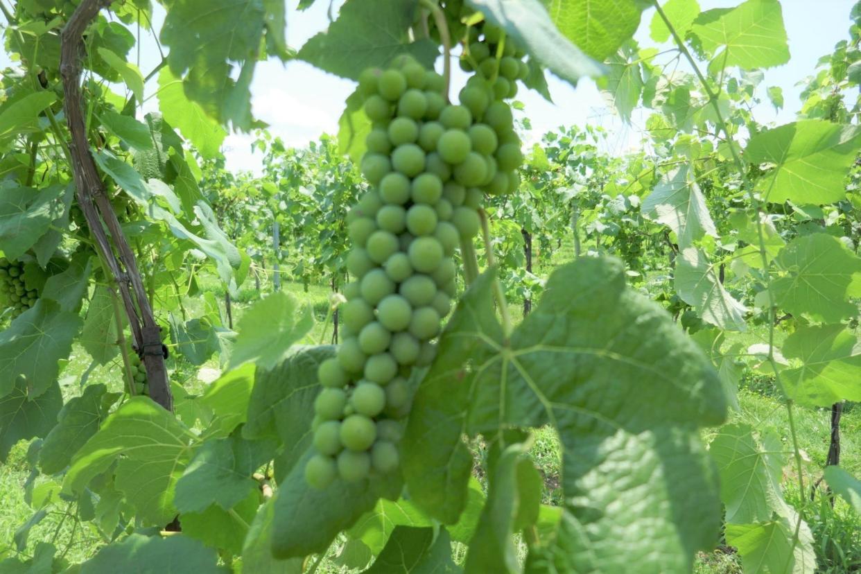 FILE - DeChaunac grapes, that produce a red wine, grow at the Buckingham Valley Vineyard. The grapes will turn red as they mature.