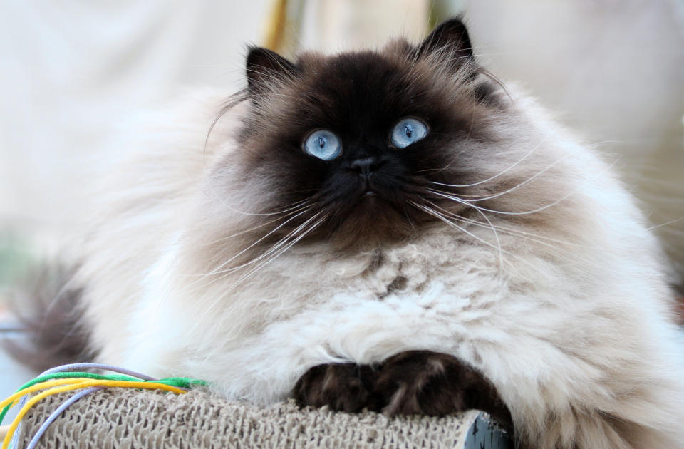 Close up of himalayan cat