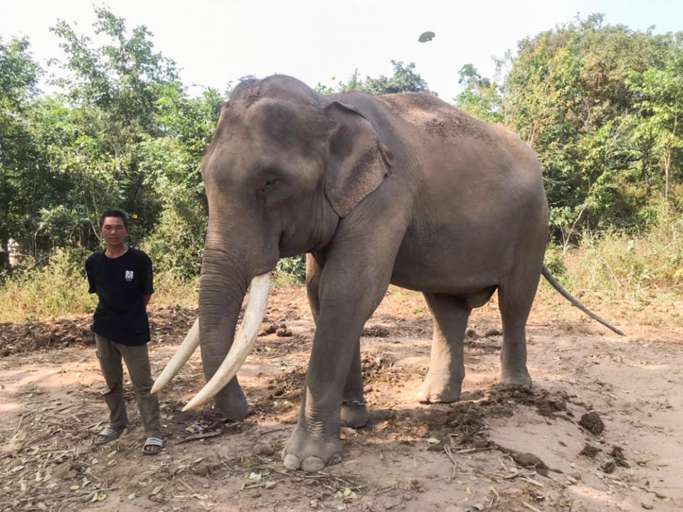 Elephant Boom trampled on the woman, inflicting injuries that would kill her. Source: Viral Press/ Australscope