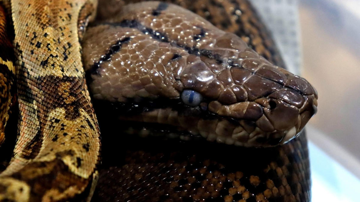 Python squeezes Thai girl for 2 hours in her kitchen