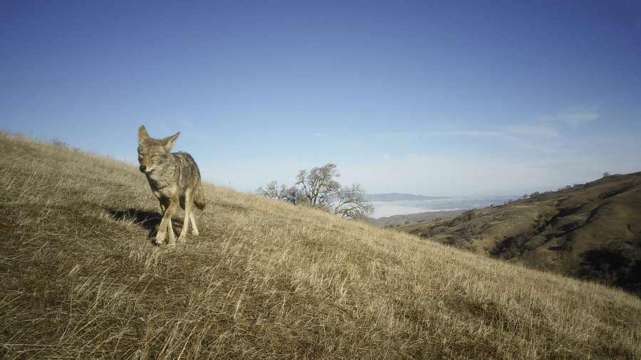 Photo Courtesy: East Bay Regional Park District