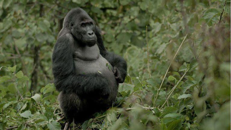 Los machos adultos, como Mpungwe, reciben el nombre de espalda plateada por el distintivo pelo color plata de su espalda