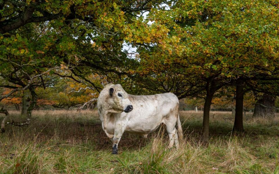  A white bull on the Blenheim Estate - BNPS