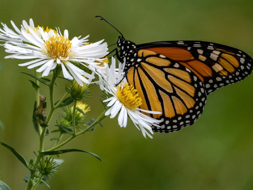 A monarch butterfly lands on a White Woodland Aster, a plant which is native to Maine.