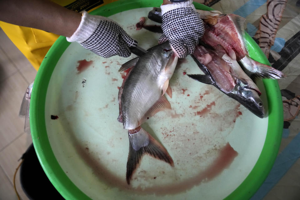 A cook fillets a catfish in Belitang, South Sumatra, Indonesia, Sunday, July 23, 2023. (AP Photo/Dita Alangkara)