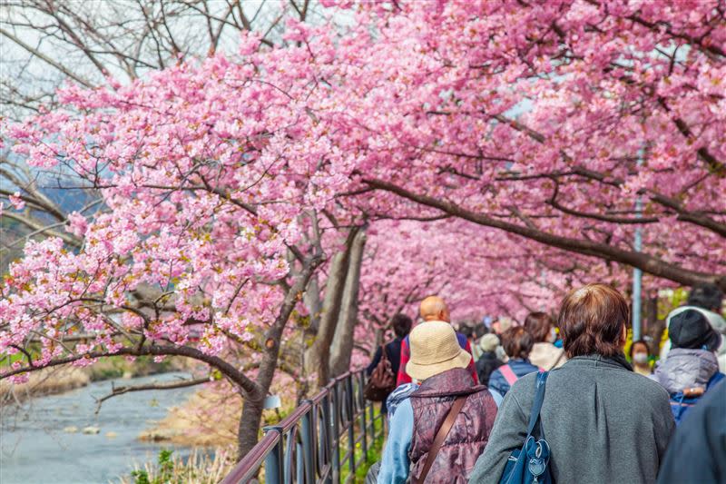 靜岡伊豆河津櫻，日本本州最早開花的櫻花地區。（圖／旅遊業者提供）