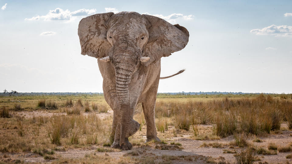 Huge Elephant stomping and charging through the Savannah, Namibia. Converted from RAW.