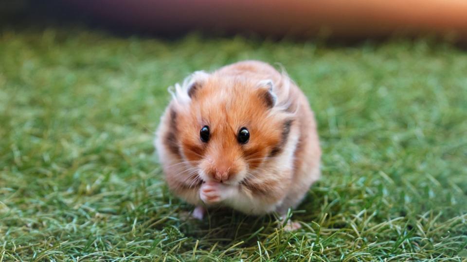 Hamster