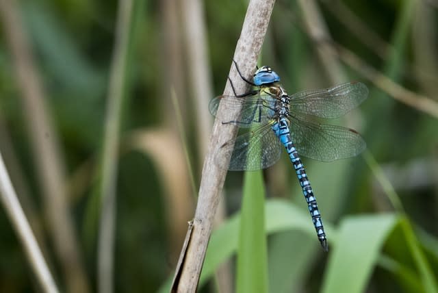 Freshwater insects such as dragonflies have recovered strongly since the 1990s (Ian West/PA)