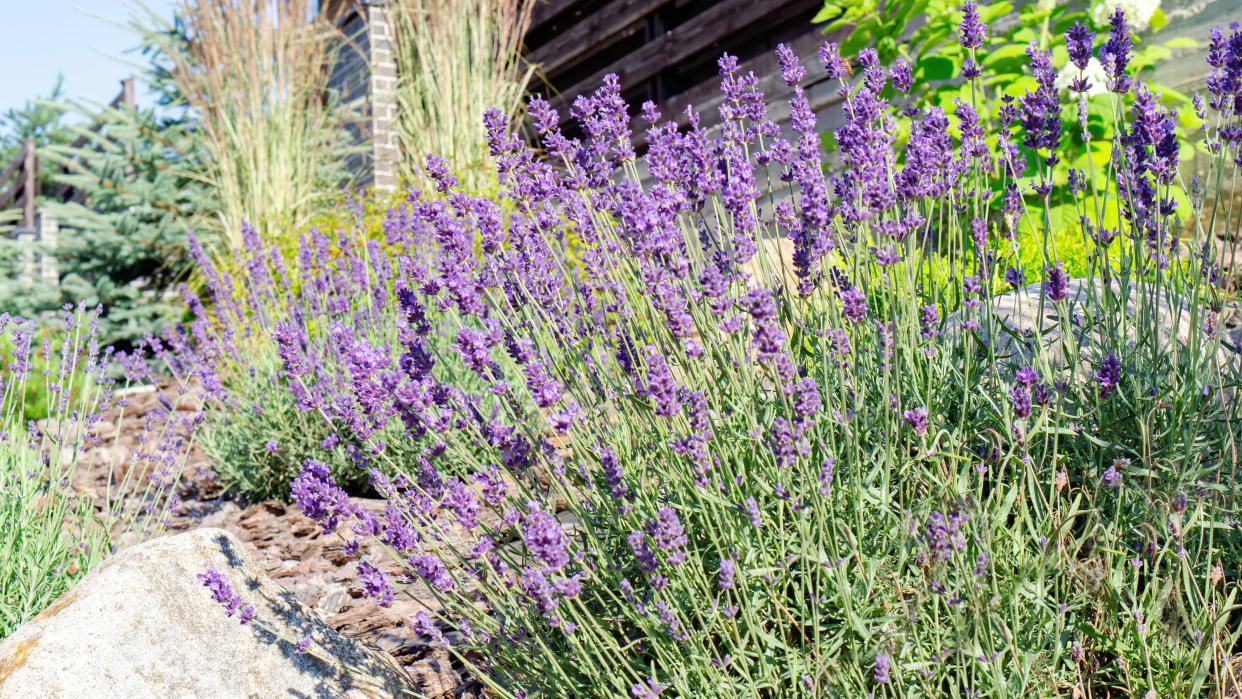  Lavender plants. 