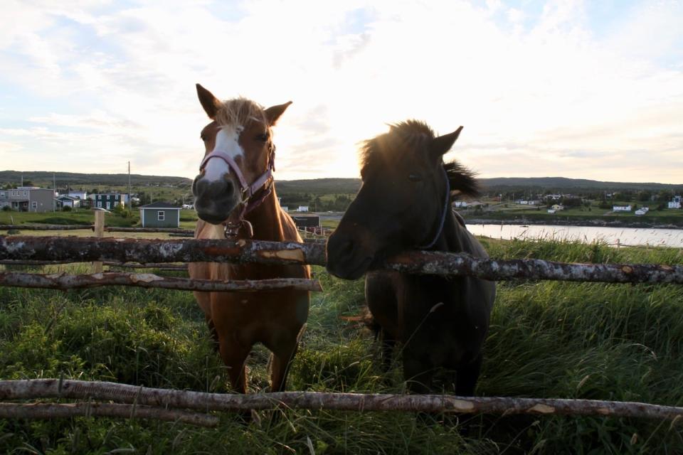 Newfoundland ponies in the Broad Cove area.