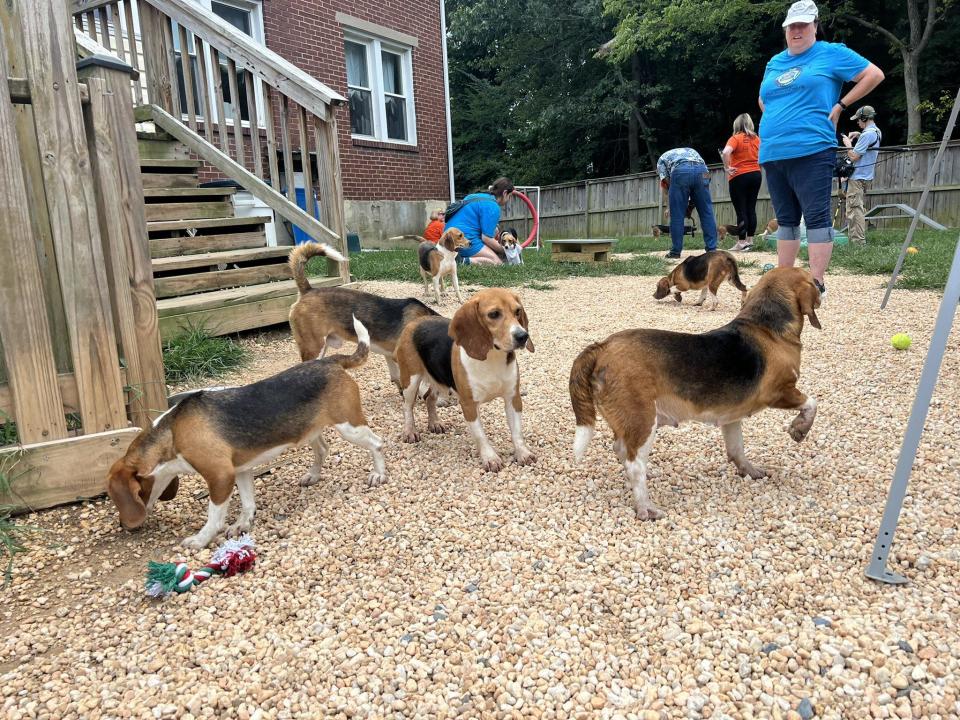 Homeward Trails is among the list of shelters and rescue organizations that are taking the beagles   / Credit: CBS News