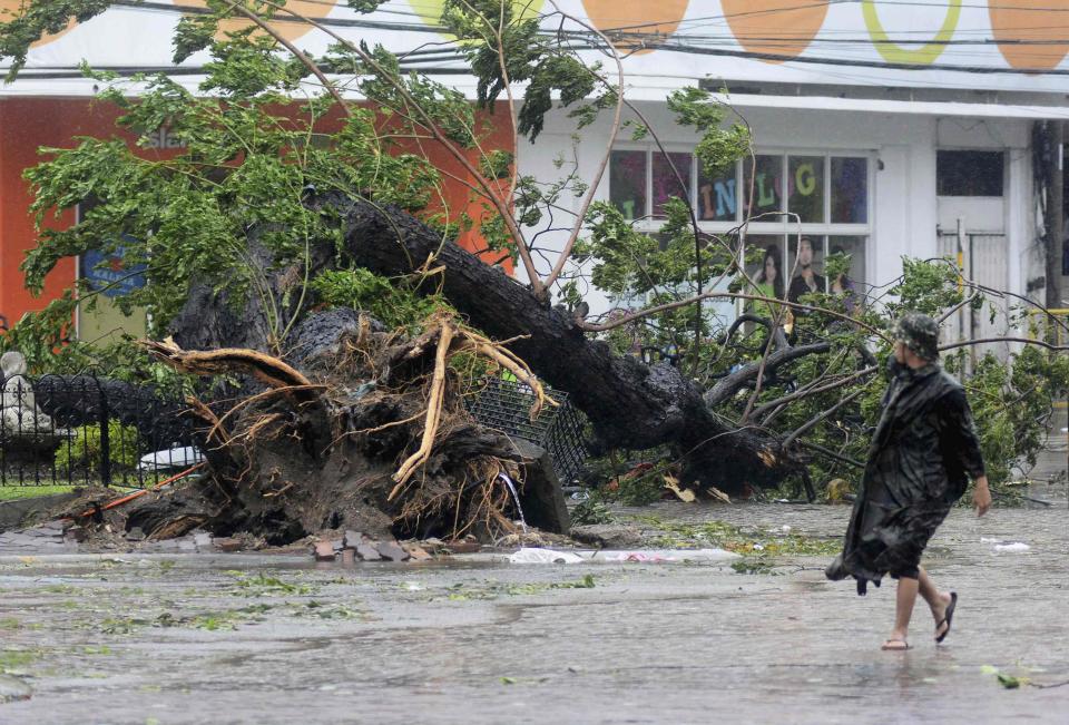 A man walks past a tree uprooted by strong winds brought by super Typhoon Haiyan that hit Cebu city