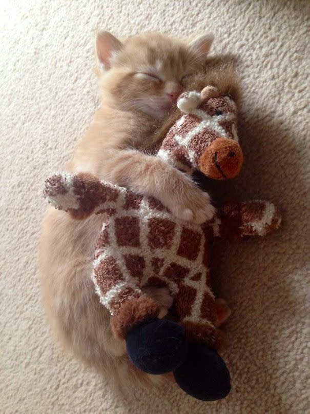 <p>Die Katzengiraffe ist eine Kreuzung, auf die die Menschheit sehnsüchtig gewartet hat. (Foto: Reddit, Antpoke) </p>