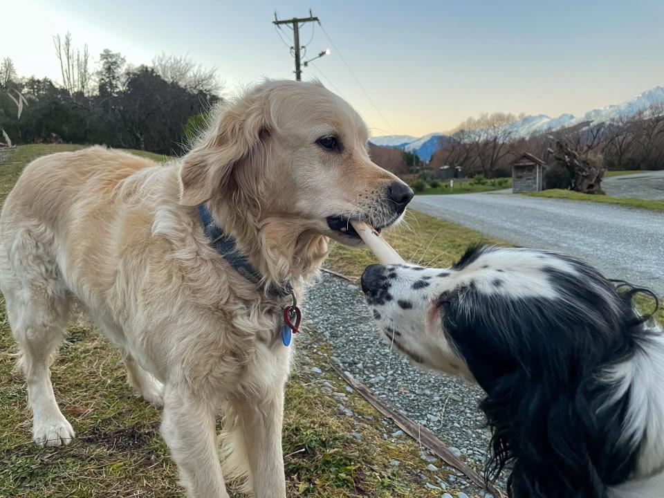 Dogs at the tiny house property.