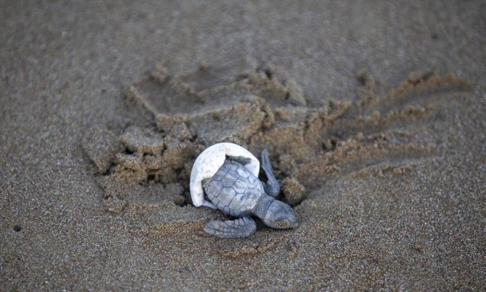 A loggerhead turtle hatchling