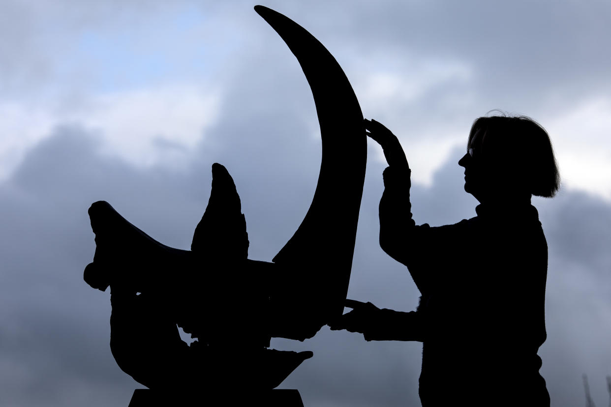 A woman in silhouette with a wooly rhinoceros skull.