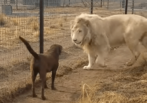 像這隻大白獅和這隻狗狗，就是從小一起長大的，感情非常好，狗狗一看到獅子就開始搖尾巴。